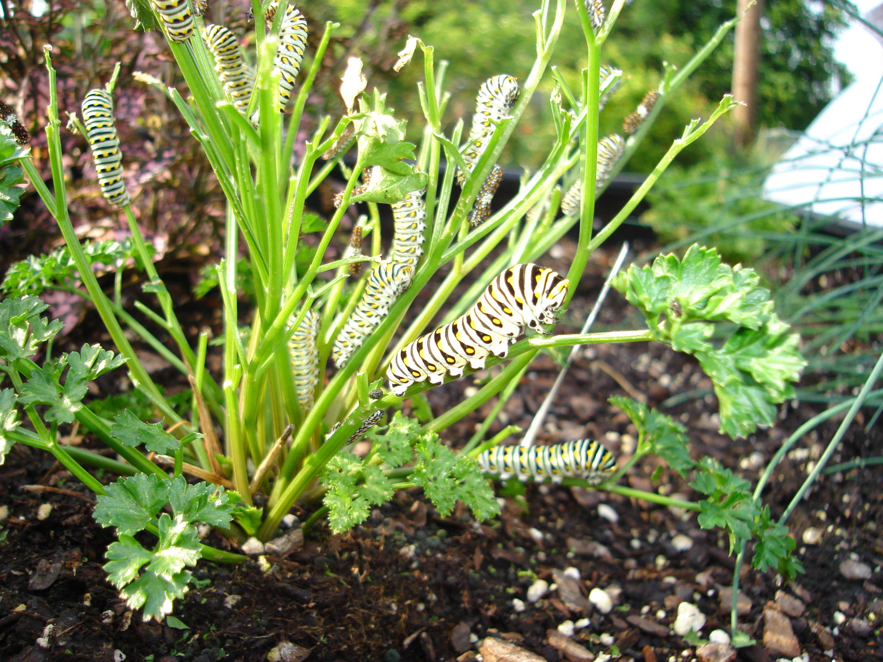 Parsley Worm.JPG thumbnail